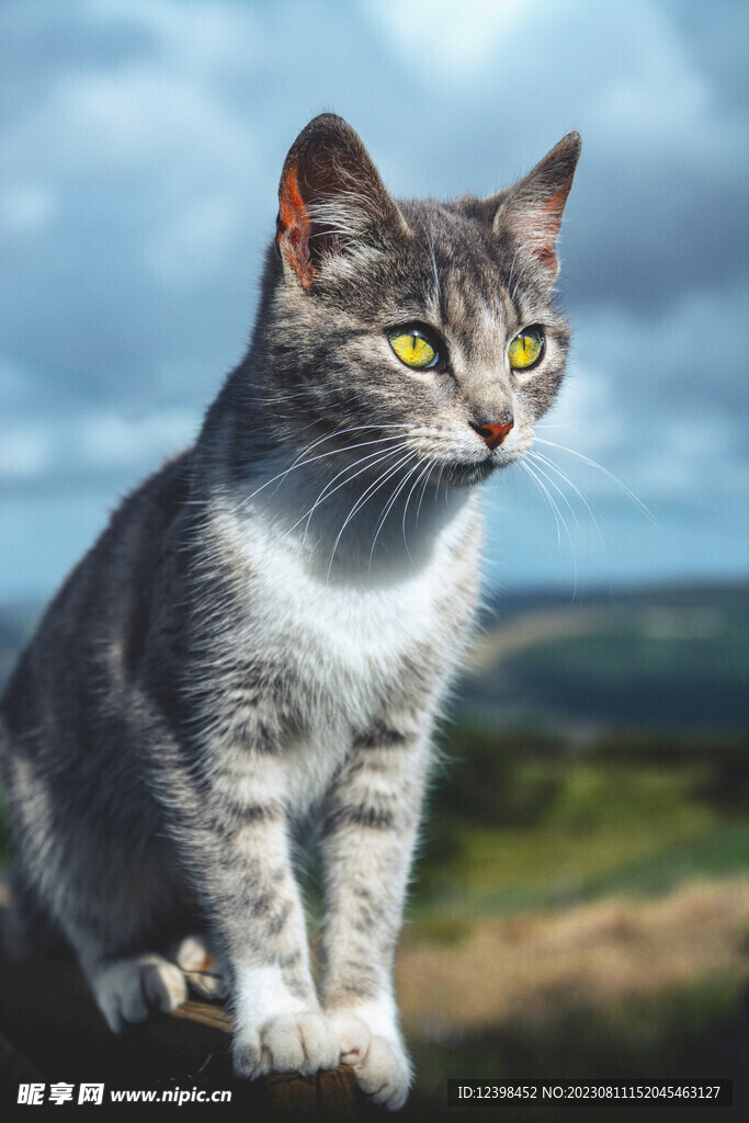 猫咪