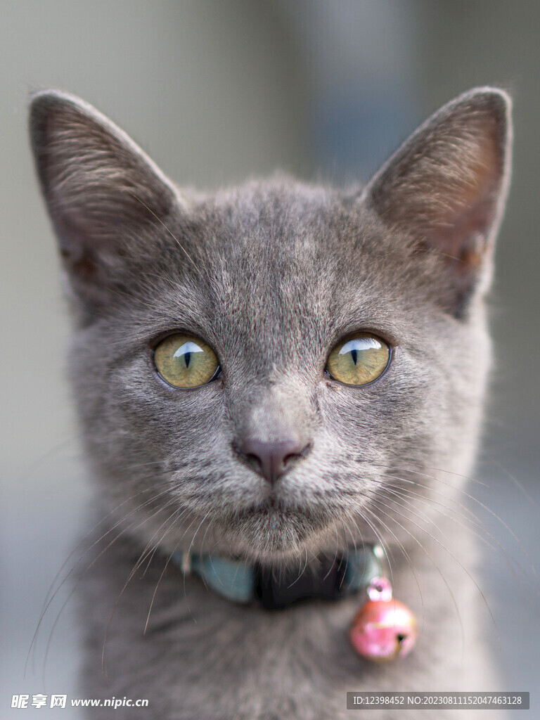 猫咪