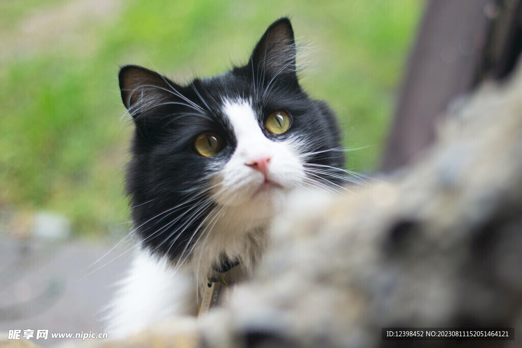 小猫