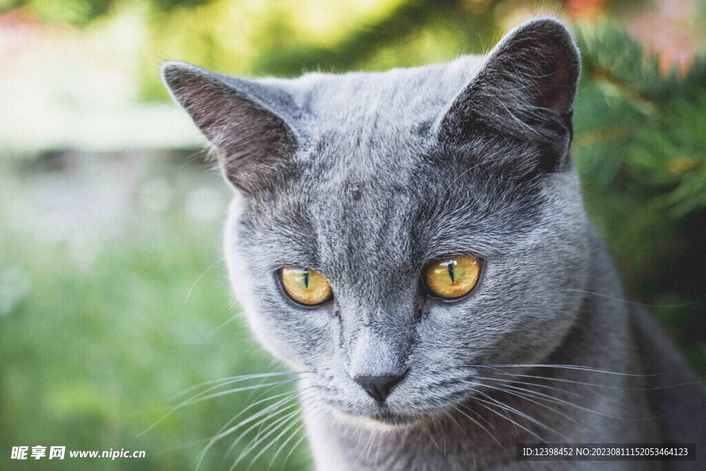 小猫