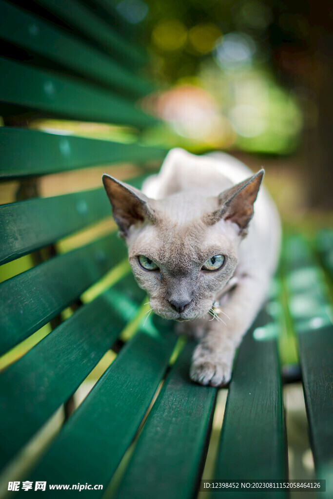 小猫