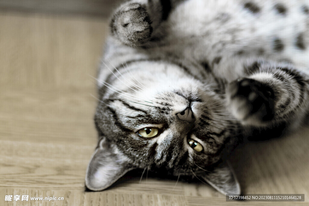 小猫