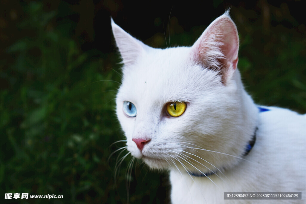 小猫