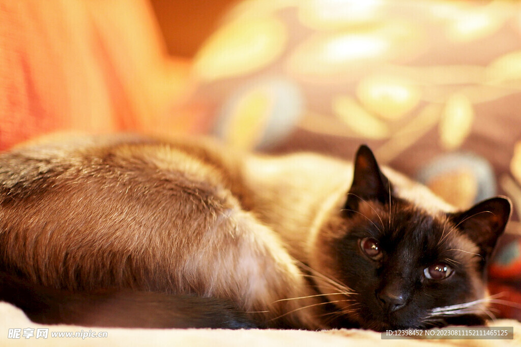 小猫