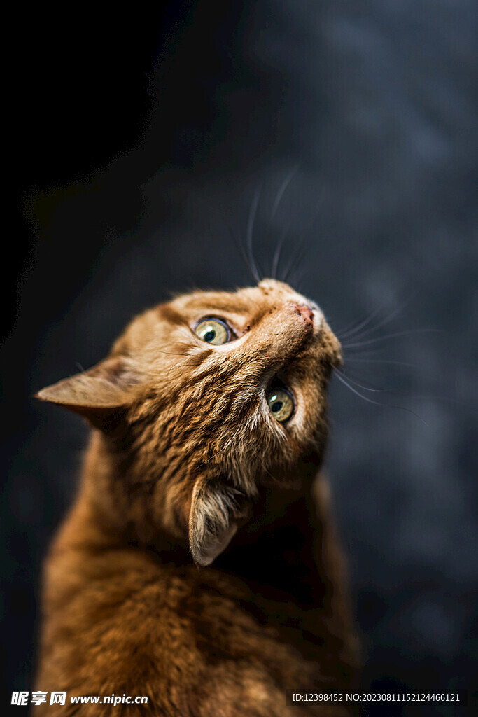 小猫