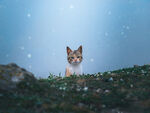 小猫