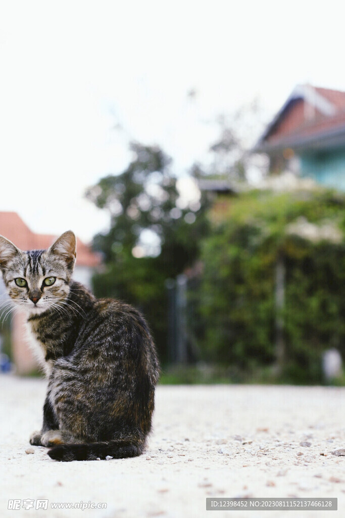 小猫