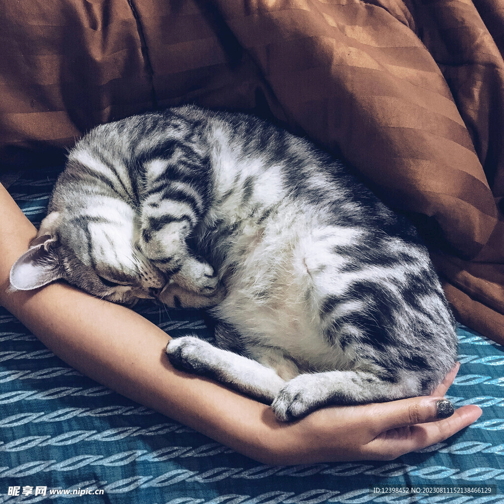 小猫