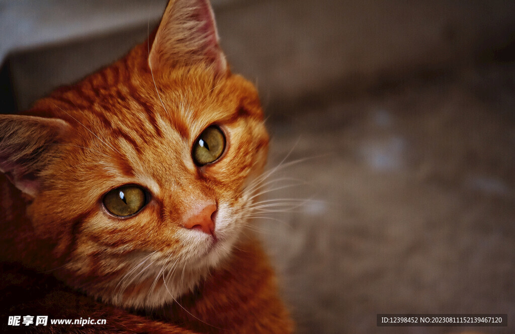 小猫