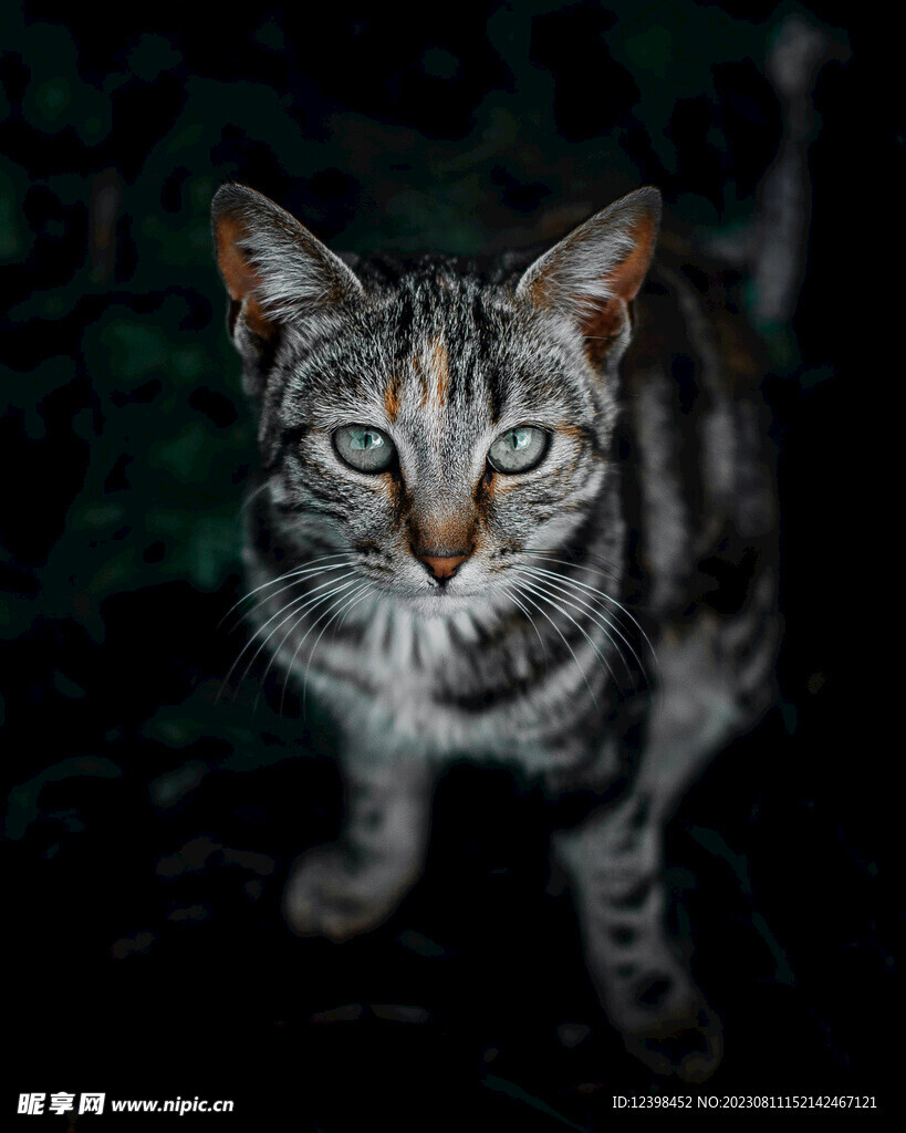 小猫