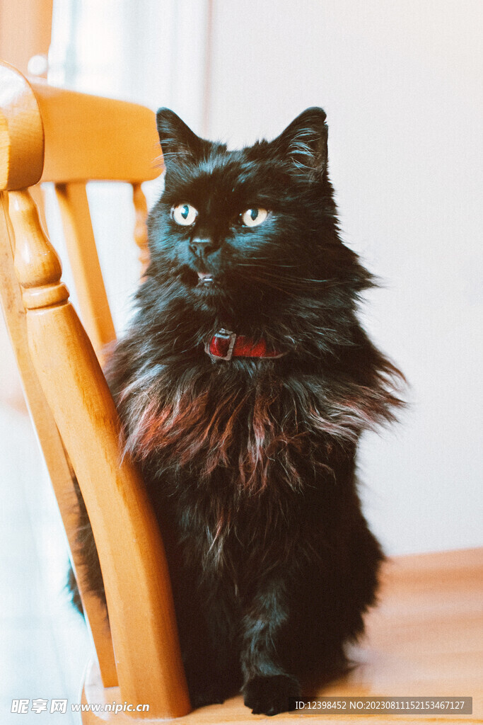 小猫