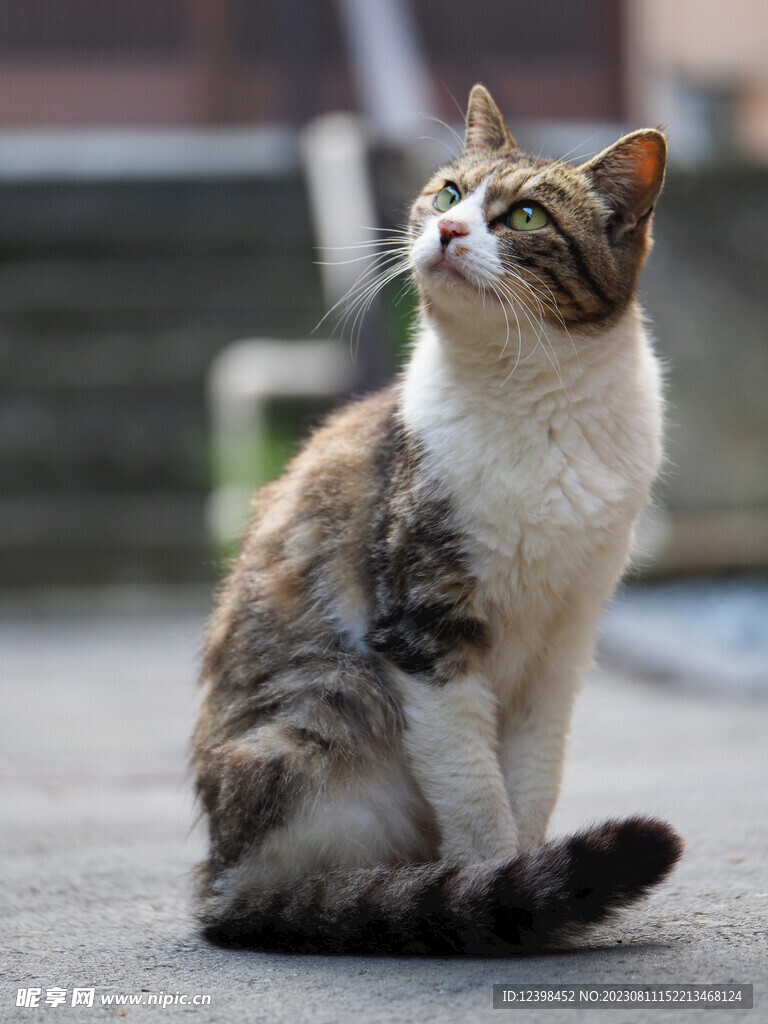 小猫