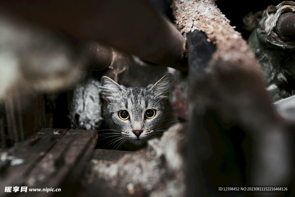 小猫