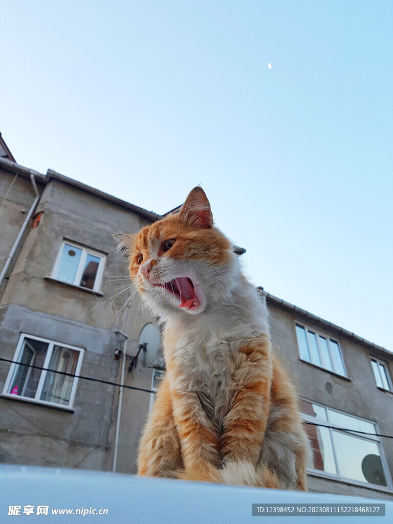 小猫