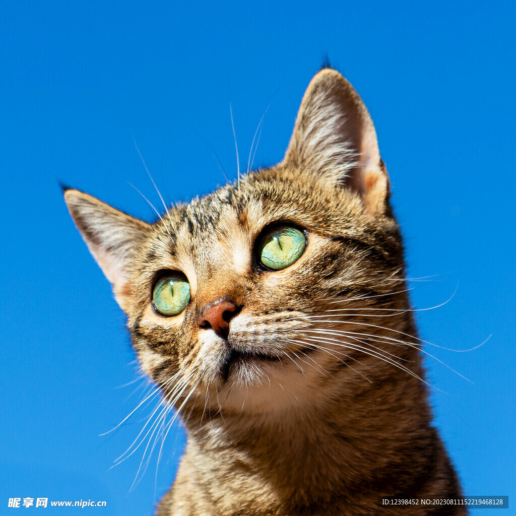 小猫