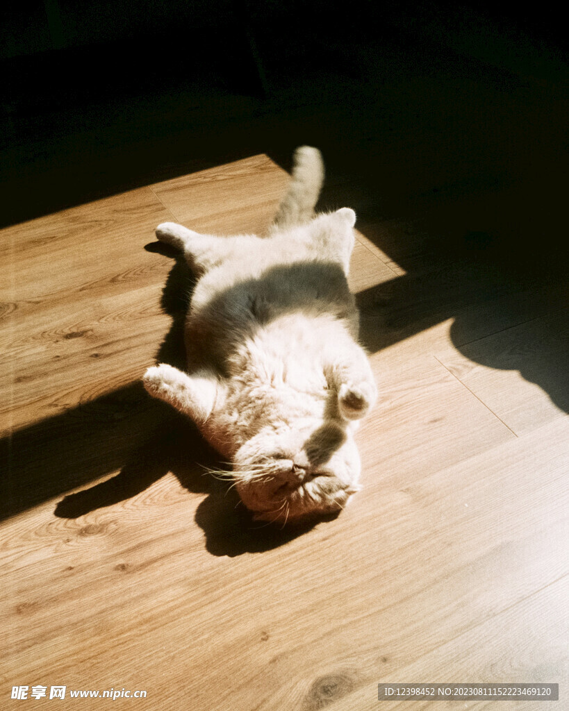小猫