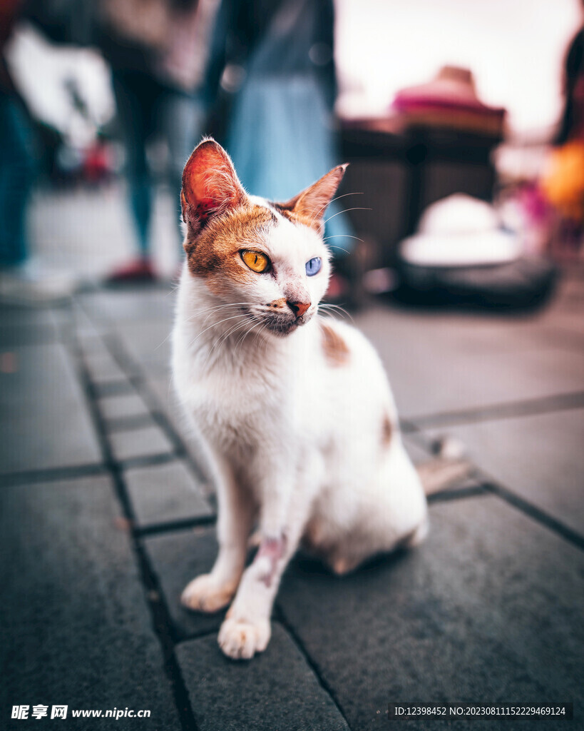 小猫