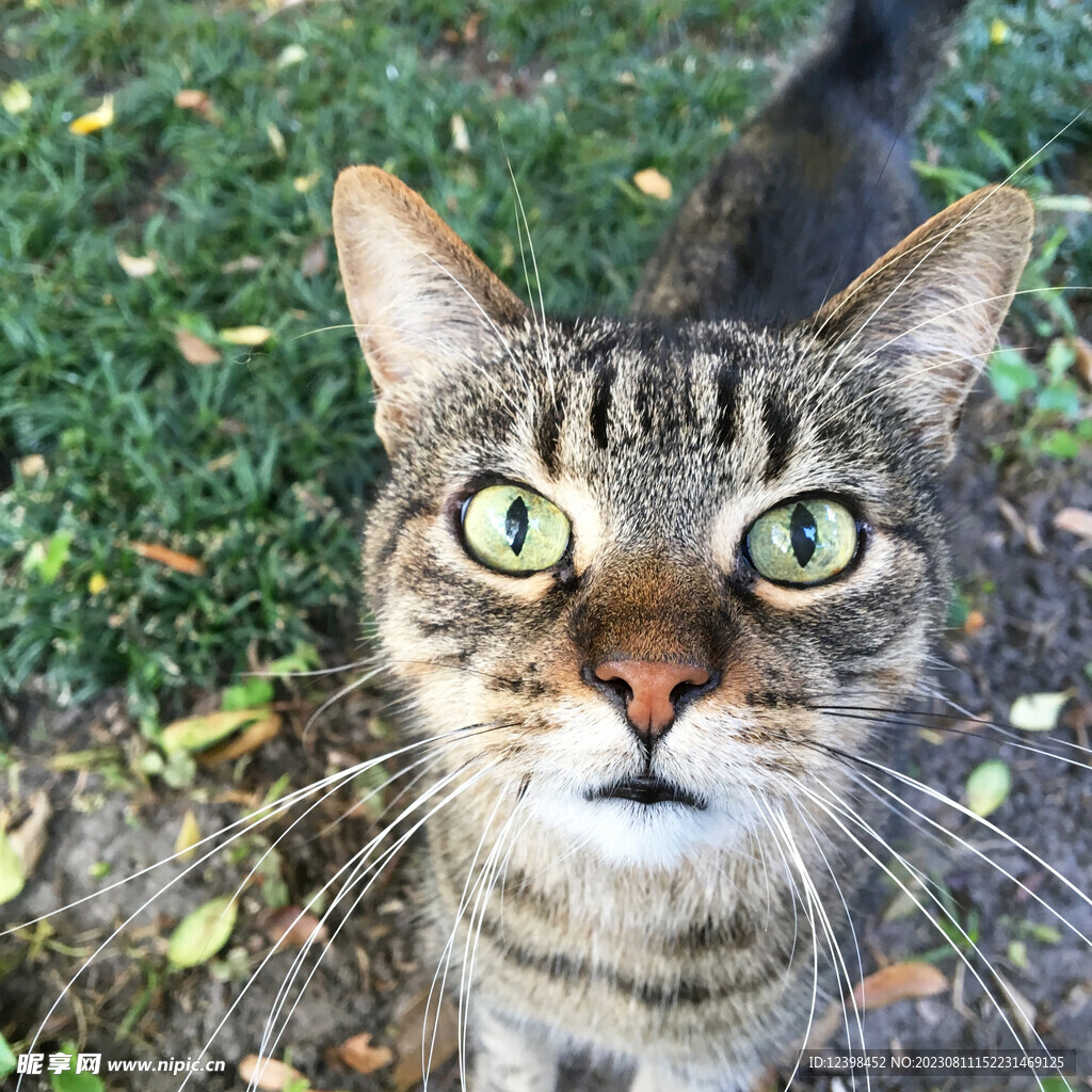 小猫