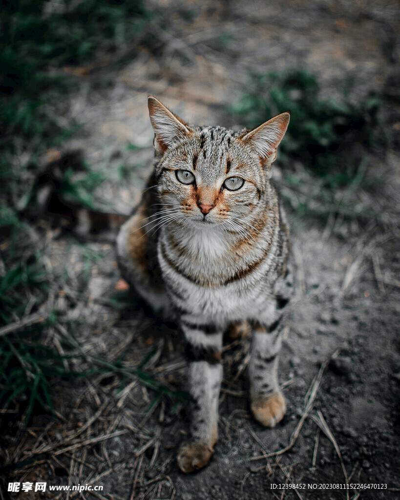小猫