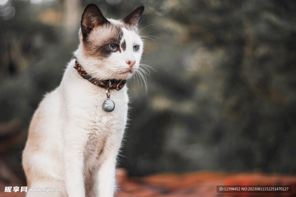 小猫