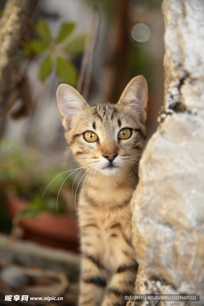 猫咪