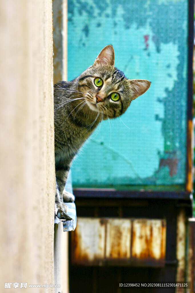 猫咪