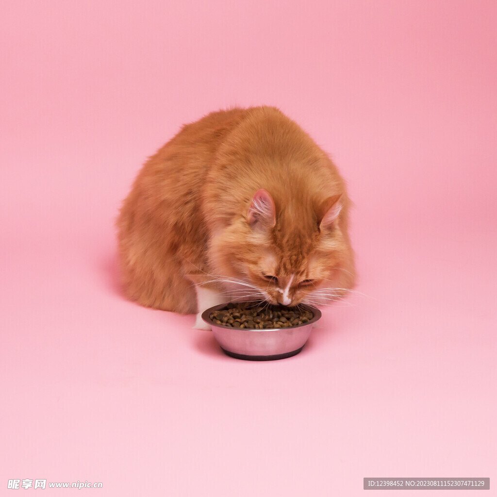 小猫