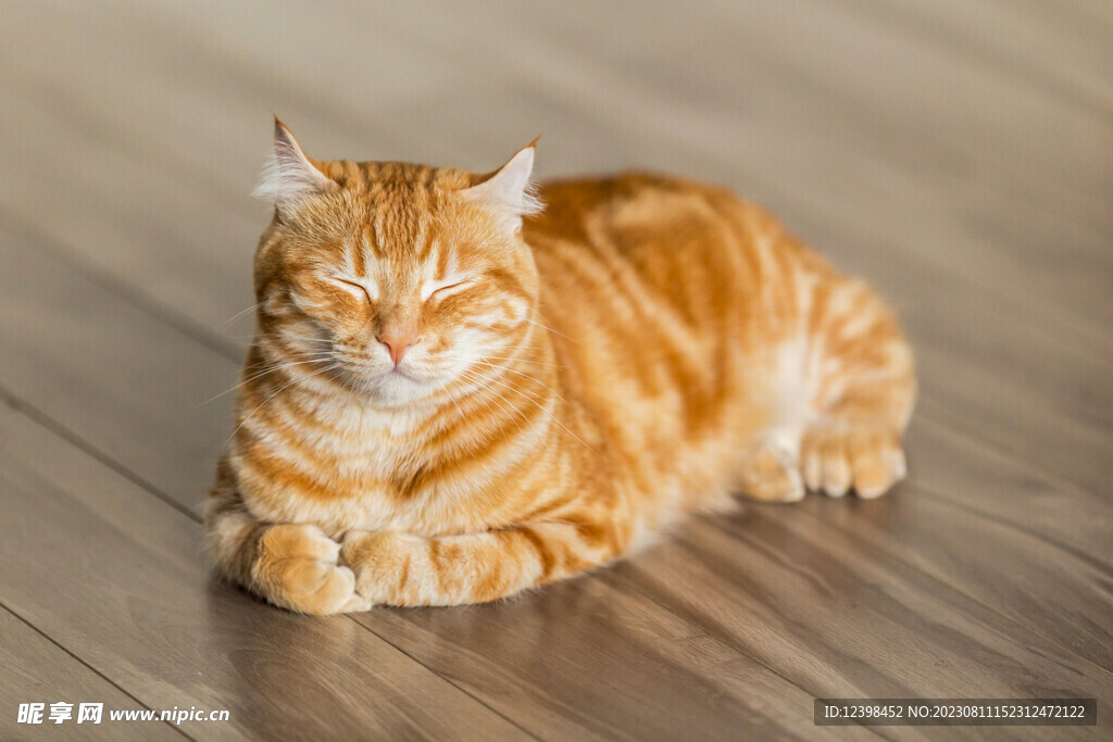 猫咪