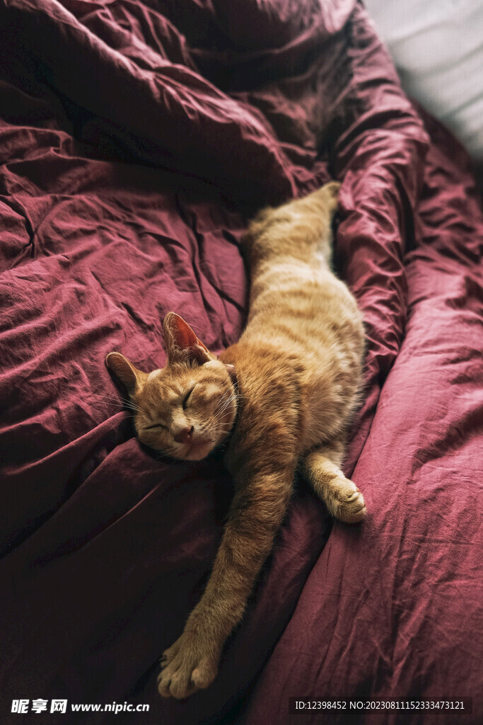 猫咪