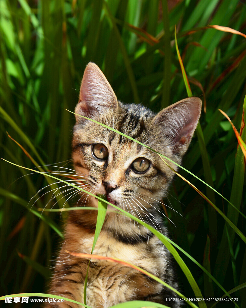 小猫