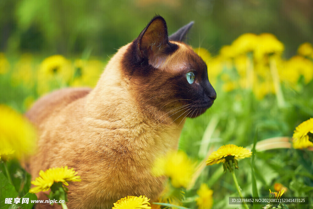 小猫