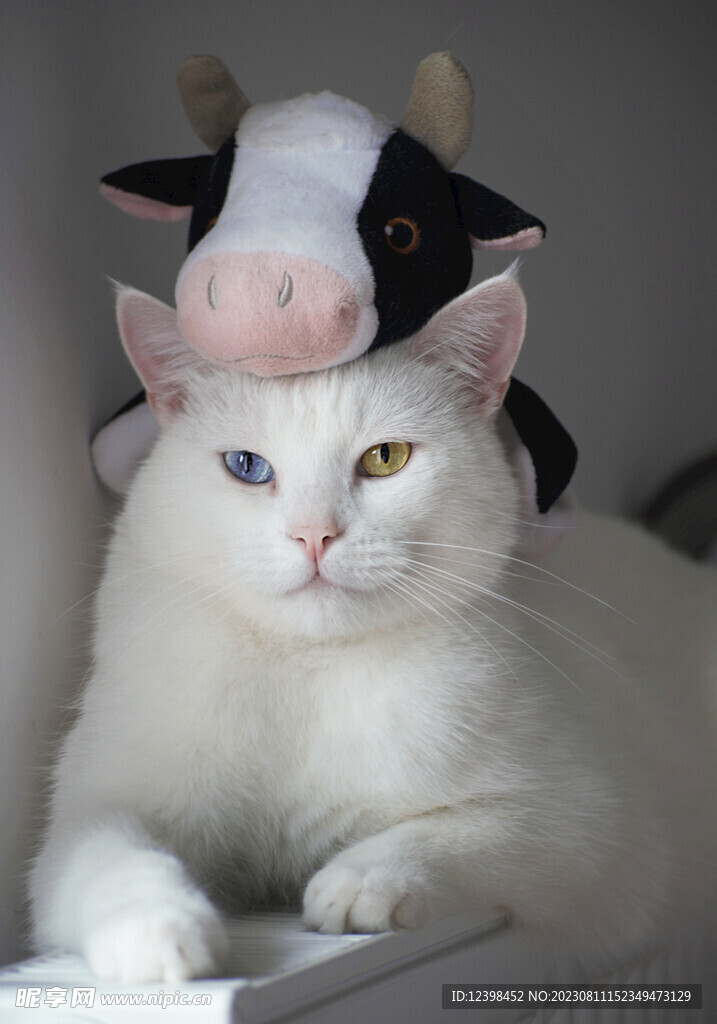 小猫