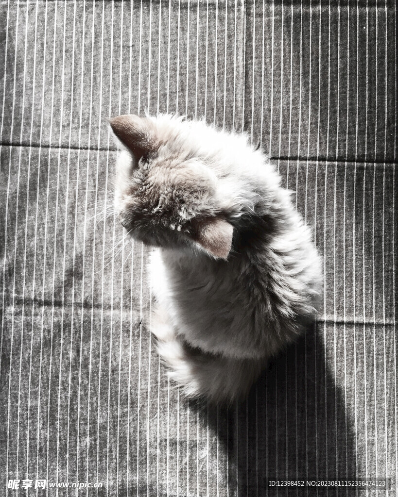 小猫