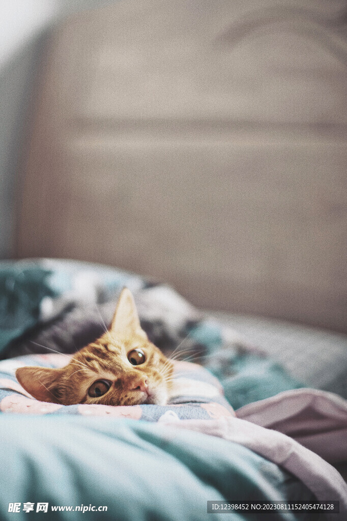 小猫
