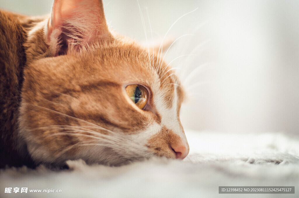 小猫