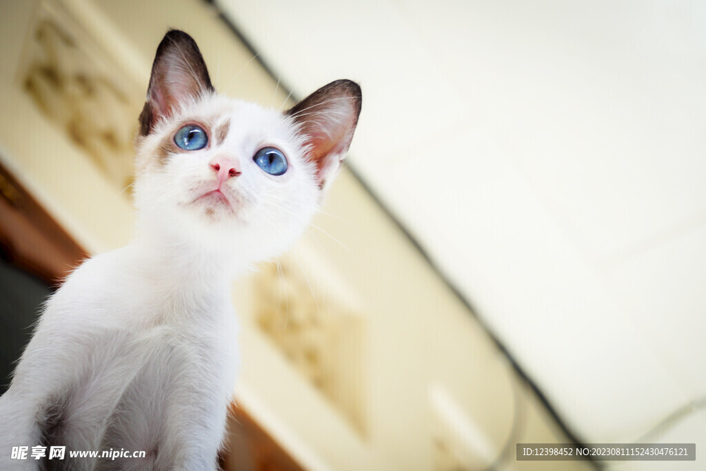 小猫