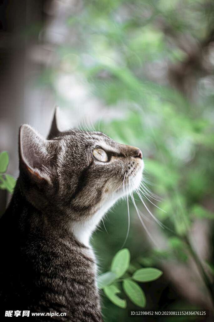 猫咪