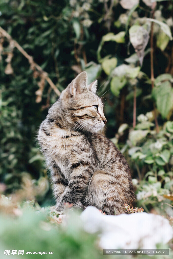 猫咪
