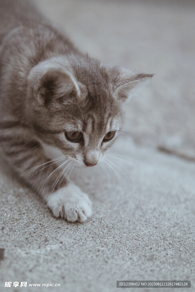 小猫