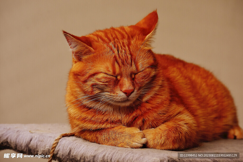 猫咪