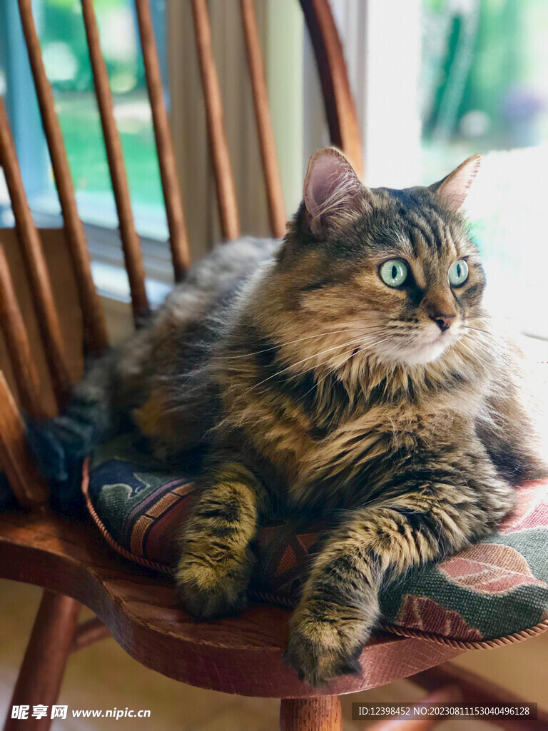 猫咪