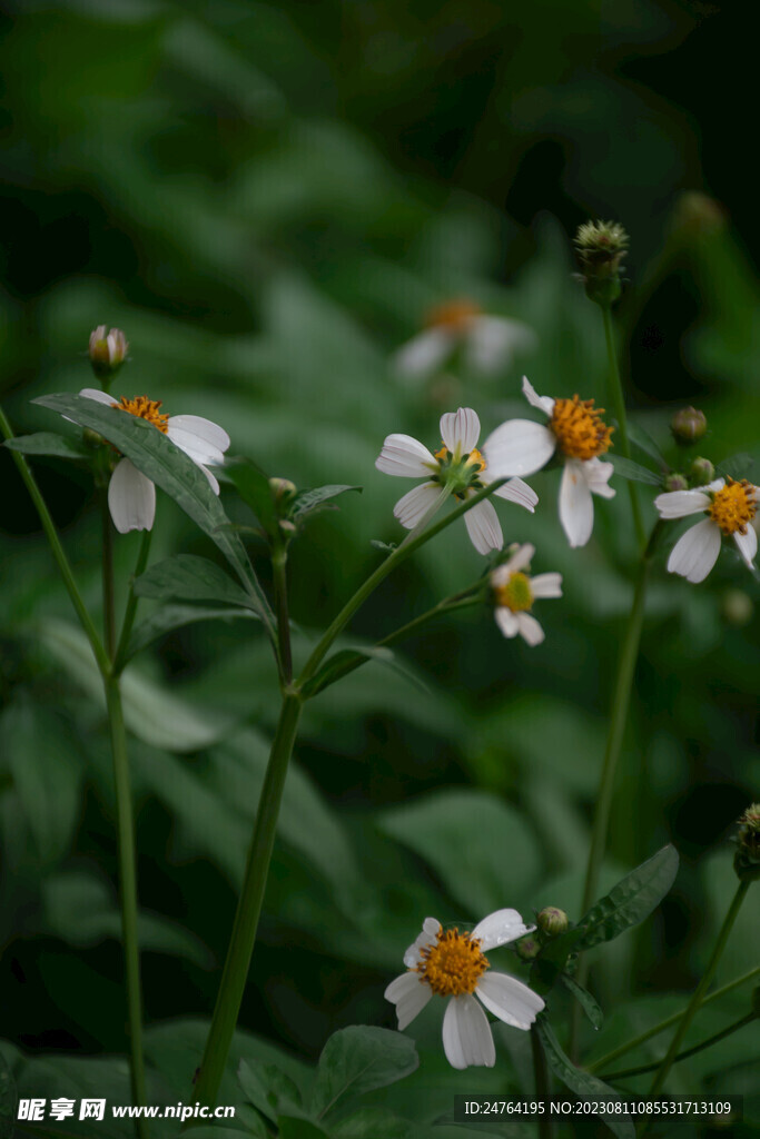 花 白色 草 