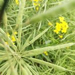 油菜