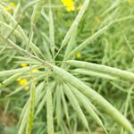 油菜 