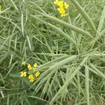 油菜