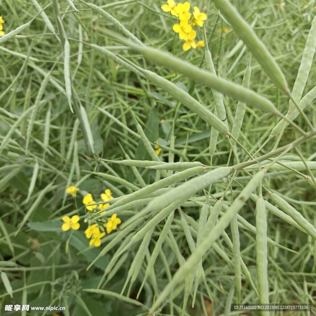 油菜