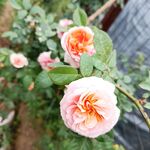 月季花 