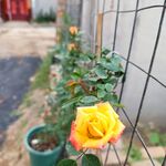 月季花