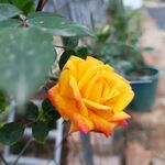 月季花 