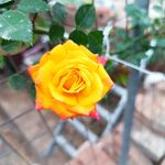 月季花